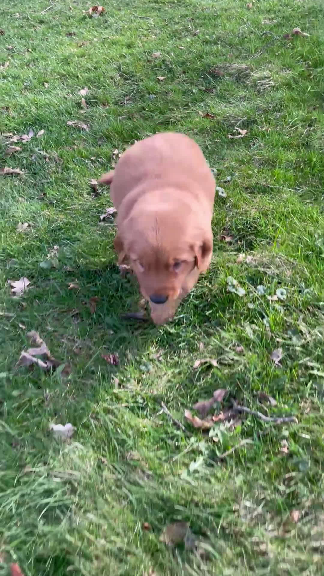 Golden Retriever dogs for sale: Duke - Video 1