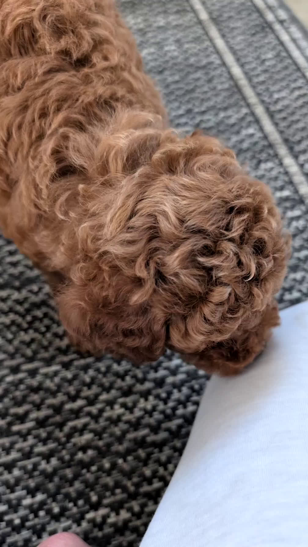 Toy Poodle dogs for sale: Carter - Video 1