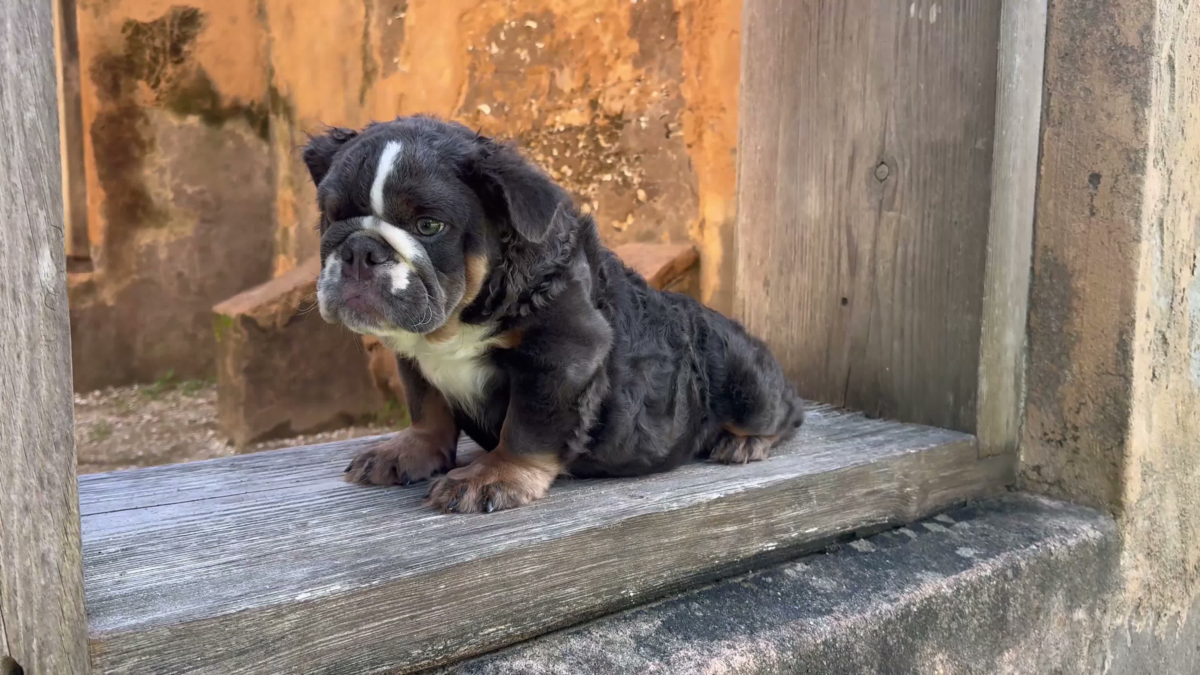 English Bulldog dogs for sale: Bear - Video 2