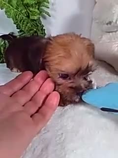 Shorkie dogs for sale: Gus - Video 1