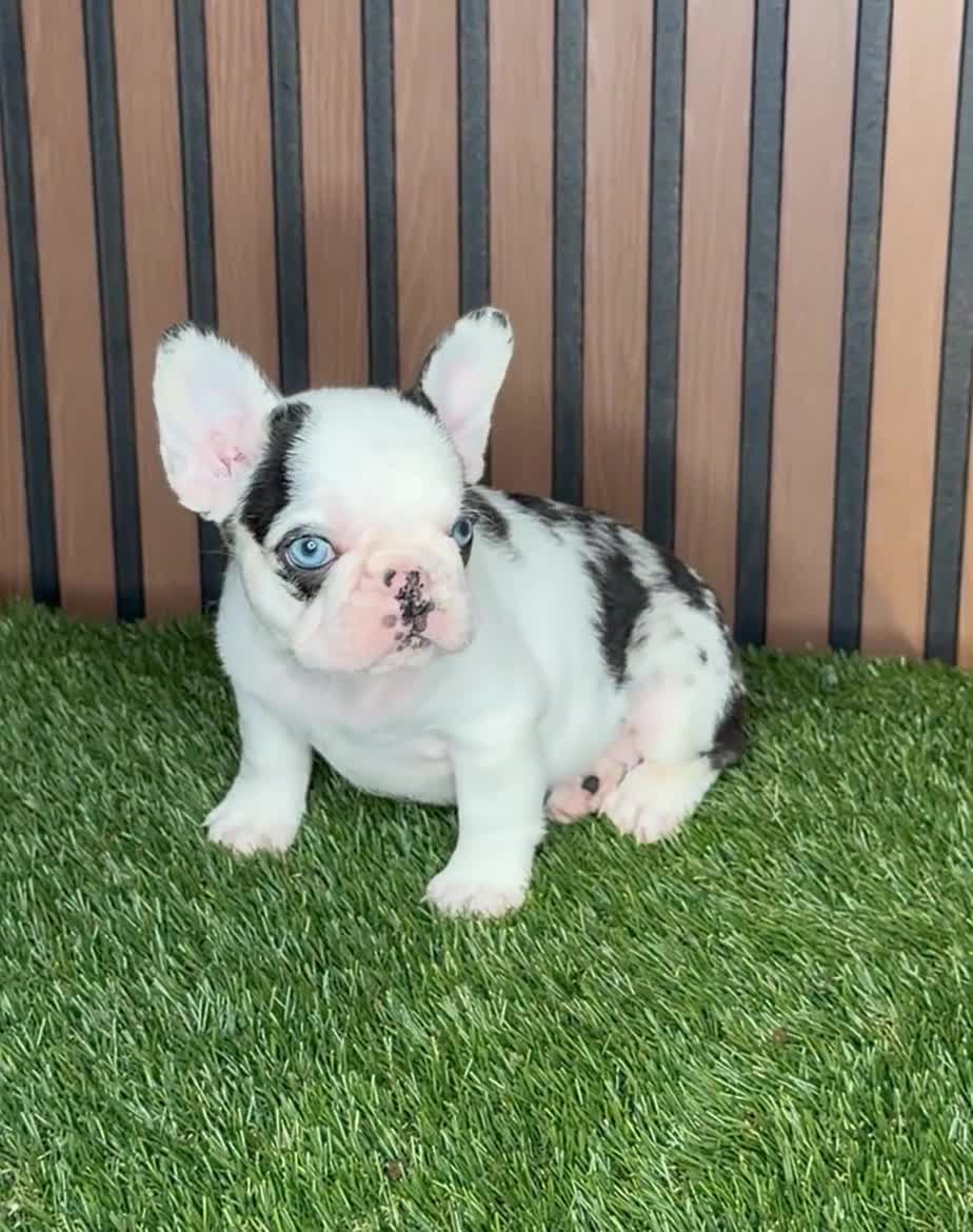 French Bulldog dogs for sale: Sushi - Video 1