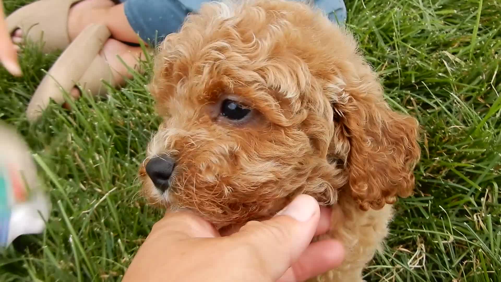 Cavapoo dogs for sale: Miles - Video 1