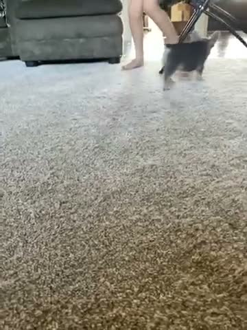 French Bulldog dogs for sale: French Bulldog 2 - Video 1