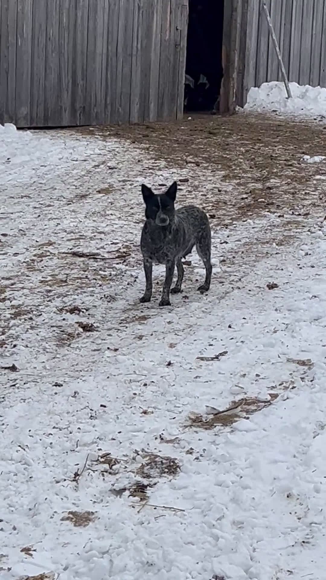 Australian Cattle Dog dogs for sale: Ebony  - Video 3