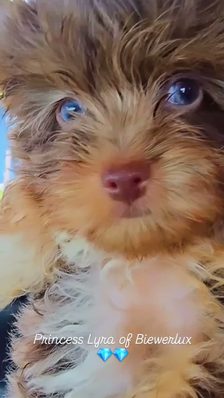 Yorkshire Terrier dogs for sale: Princes Lyra of Biewerlux  - Video 1