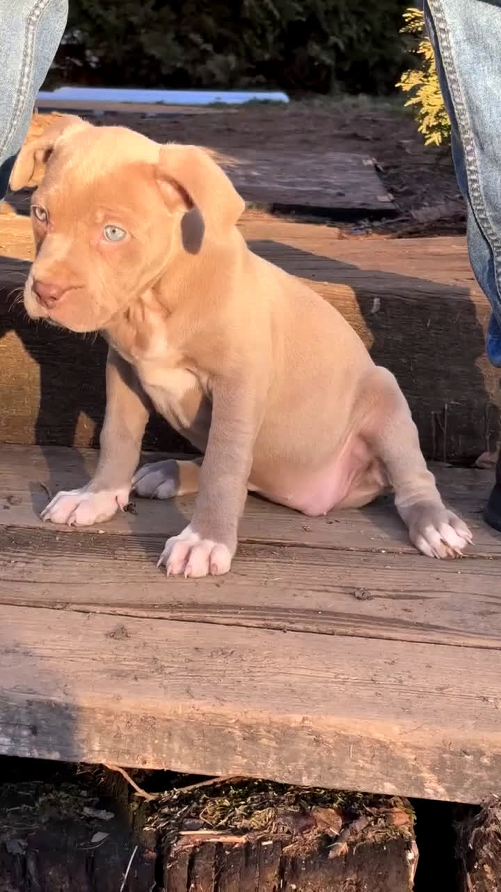 American Bully dogs for sale: Blue - Video 1