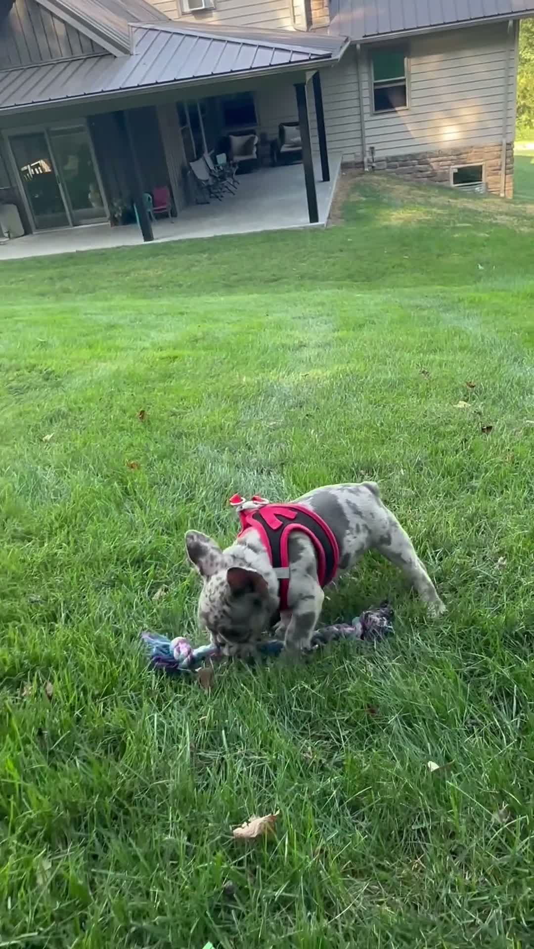 French Bulldog dogs for sale: 0scar - Video 1