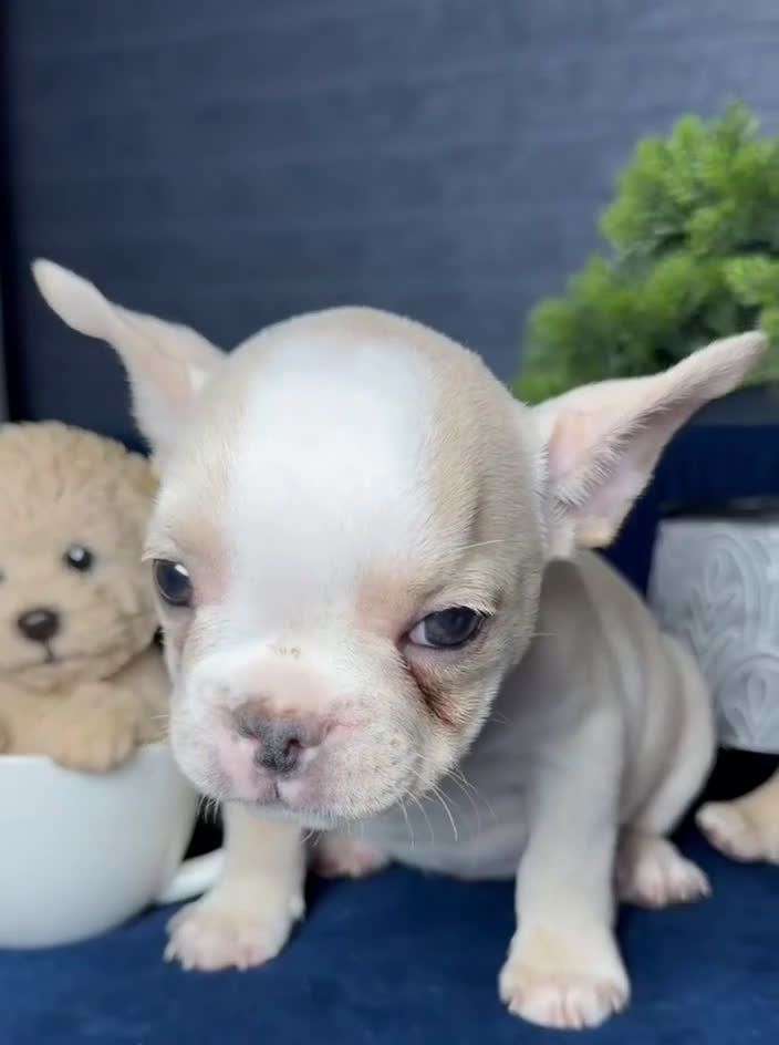 French Bulldog dogs for sale: French Bulldog Puppy 2 - Video 1