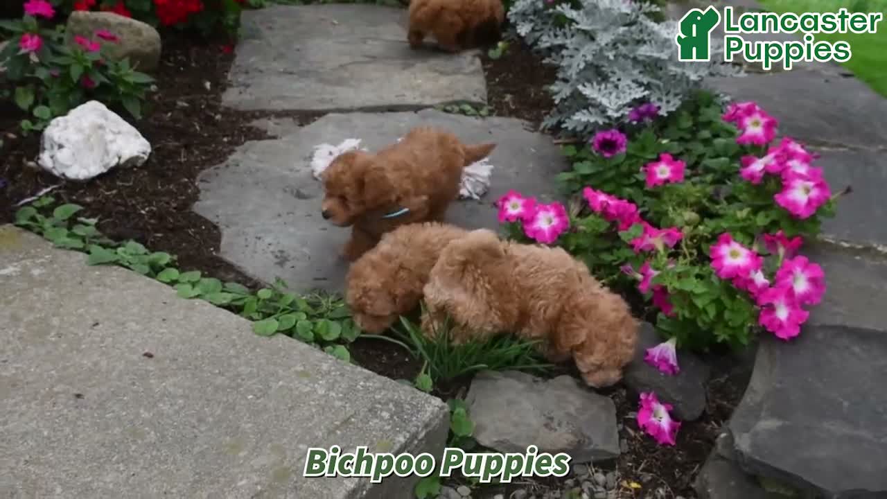 Bichpoo dogs for sale: Tilly - Video 1
