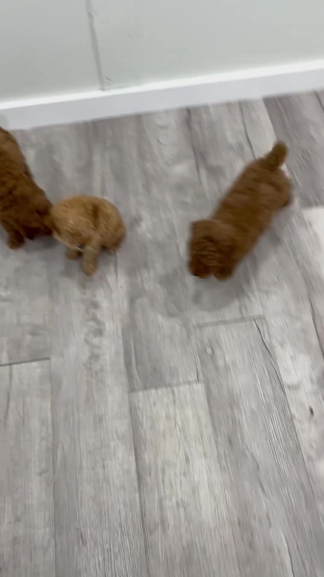 Miniature Poodle dogs for sale: Clifford - Video 2