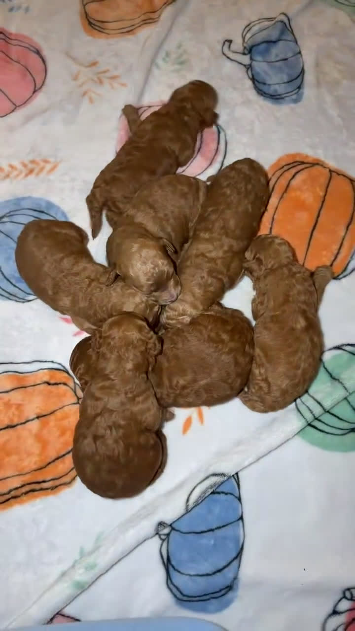 Mini Goldendoodle dogs for sale: Mini Goldendoodle Puppy 2 - Video 3