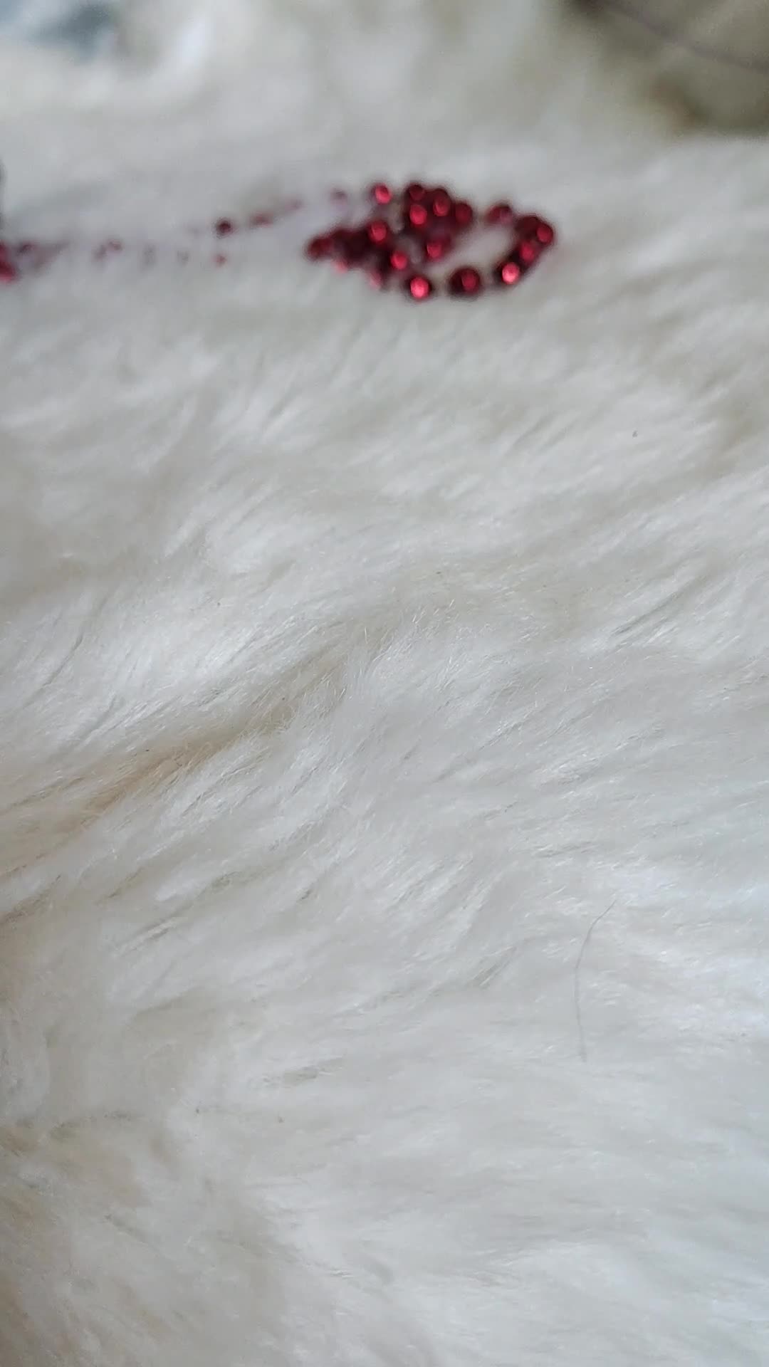 Yorkshire Terrier dogs for sale: Jemma - Video 1