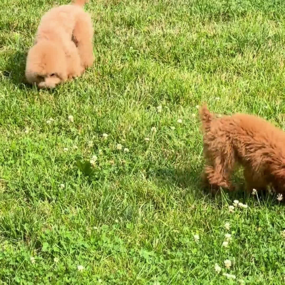 Toy Poodle dogs for sale: Cherrie - Video 1