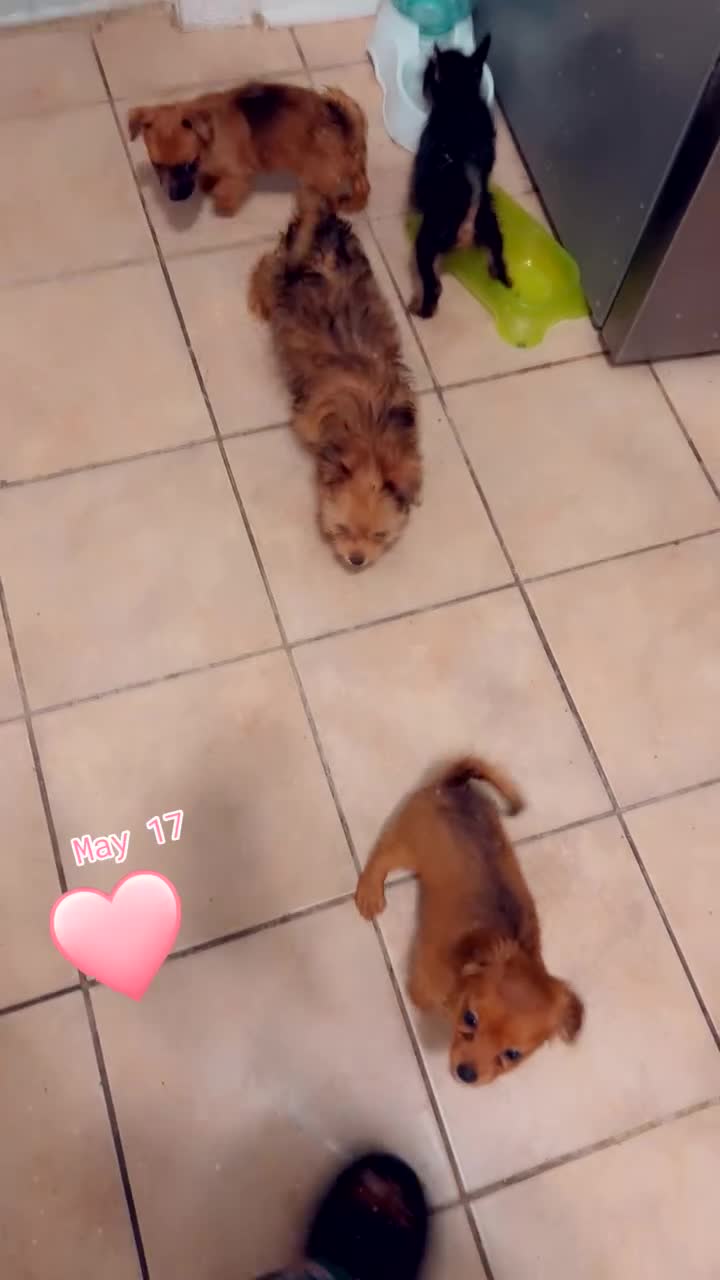 Mixed Breed dogs for sale: Stella - Video 1