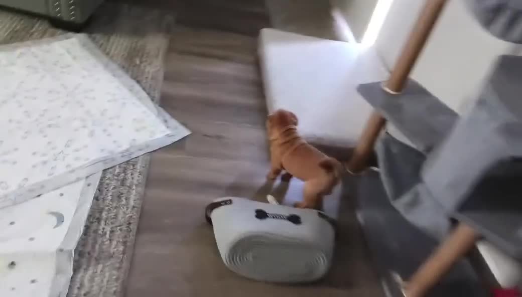 Shar Pei dogs for sale: Shar Pei (female)  - Video 1