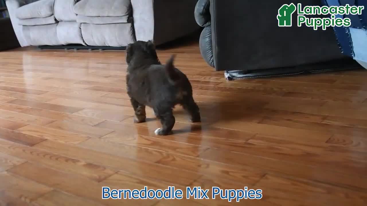 Mixed Breed dogs for sale: Drew - Video 1