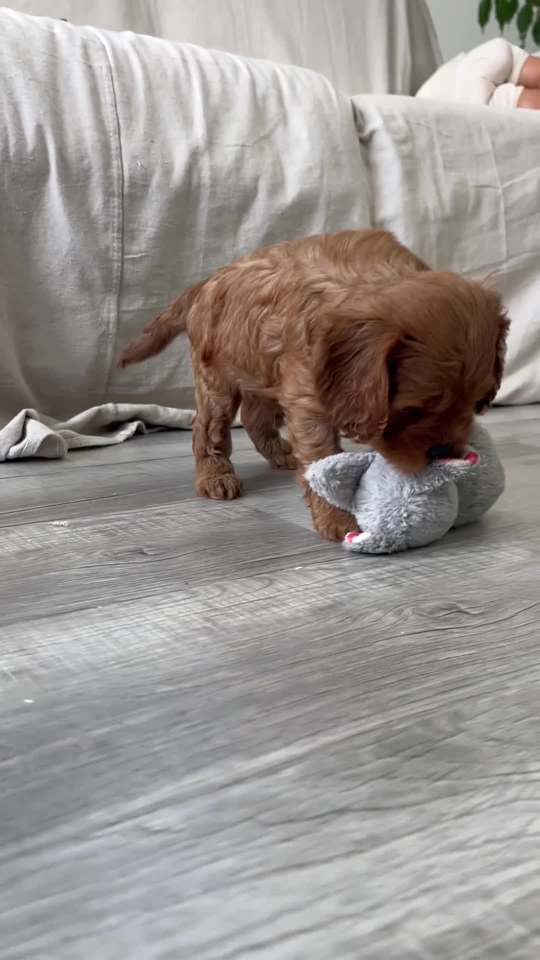 Cavapoo dogs for sale: Dylan - Video 1
