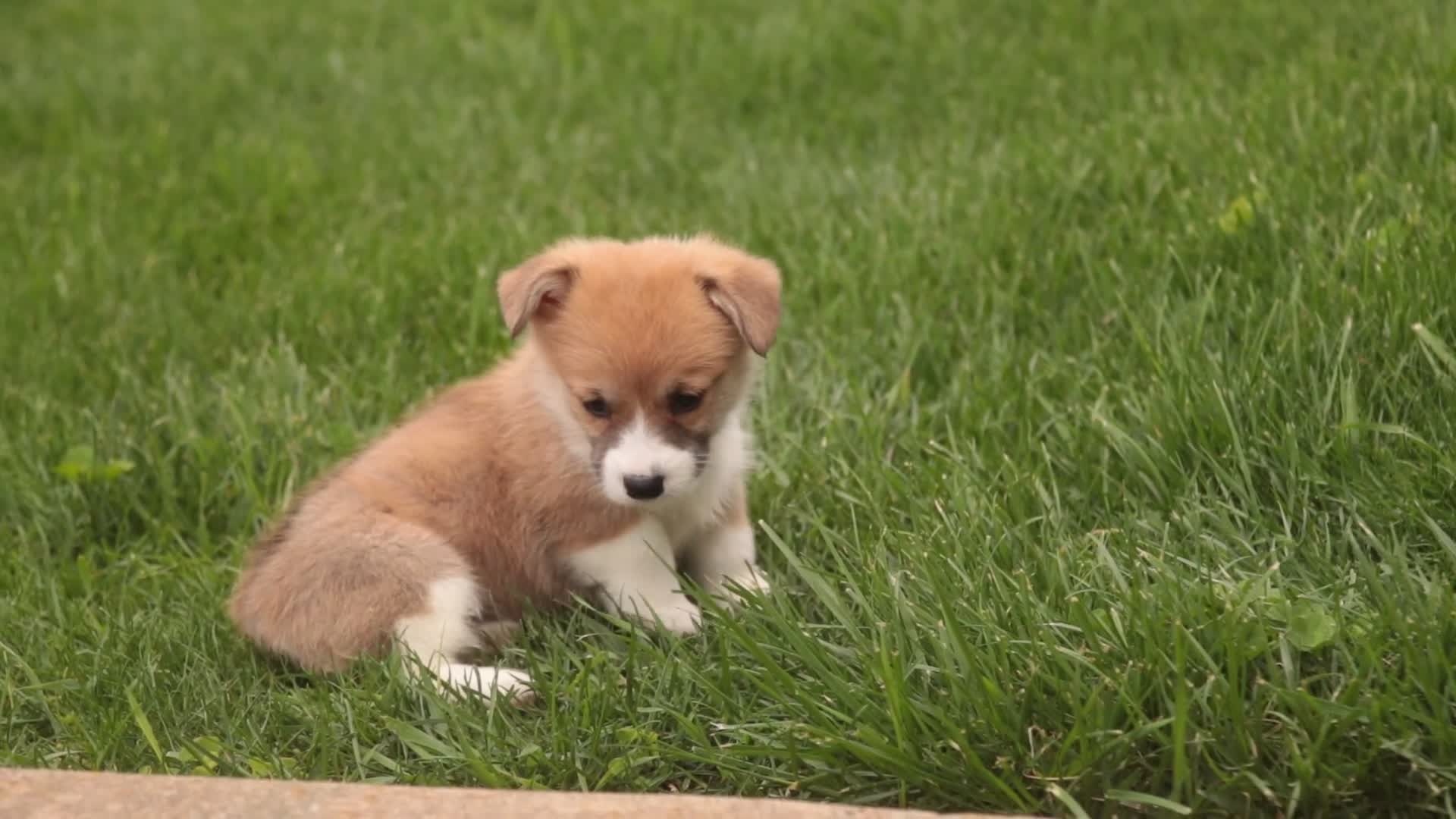 Welsh Corgi Pembroke dogs for sale: Zylee - Video 1