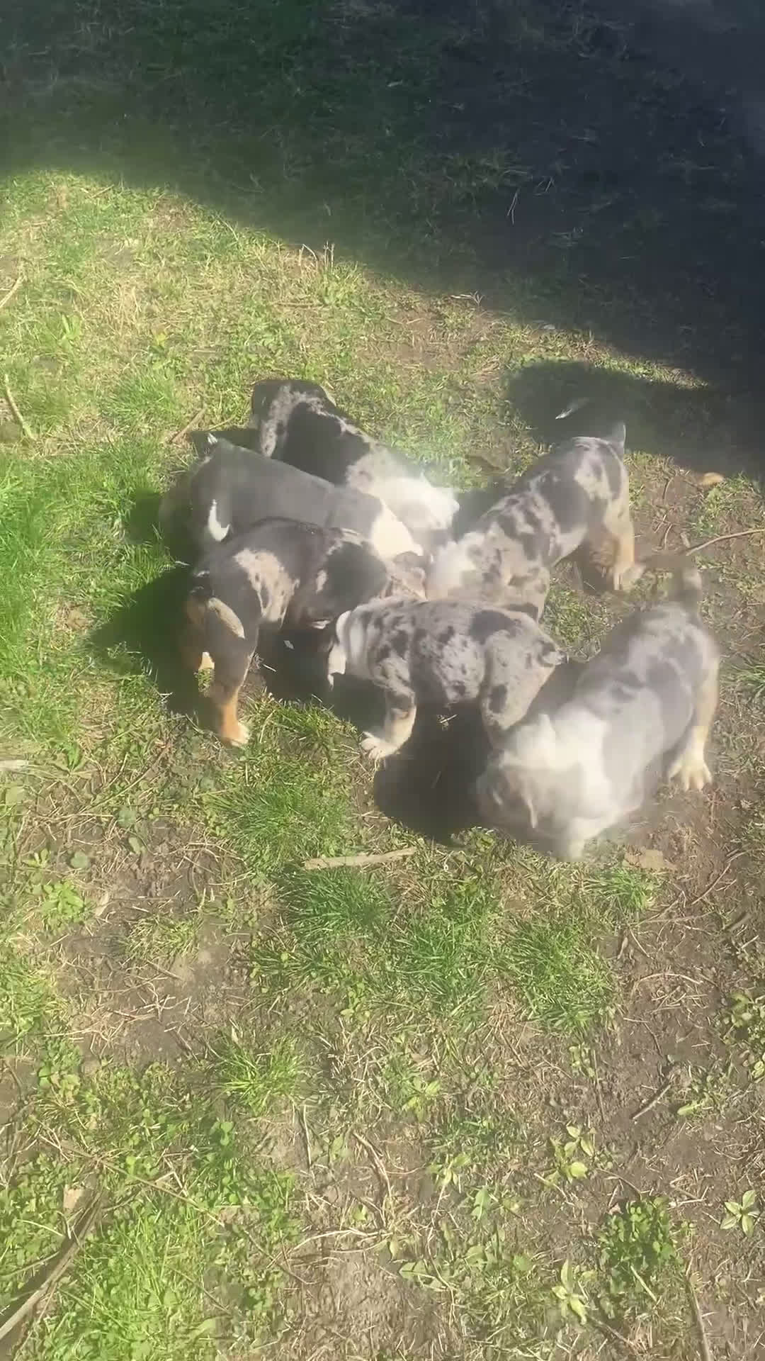 Beabull dogs for sale: 7Seven - Video 1