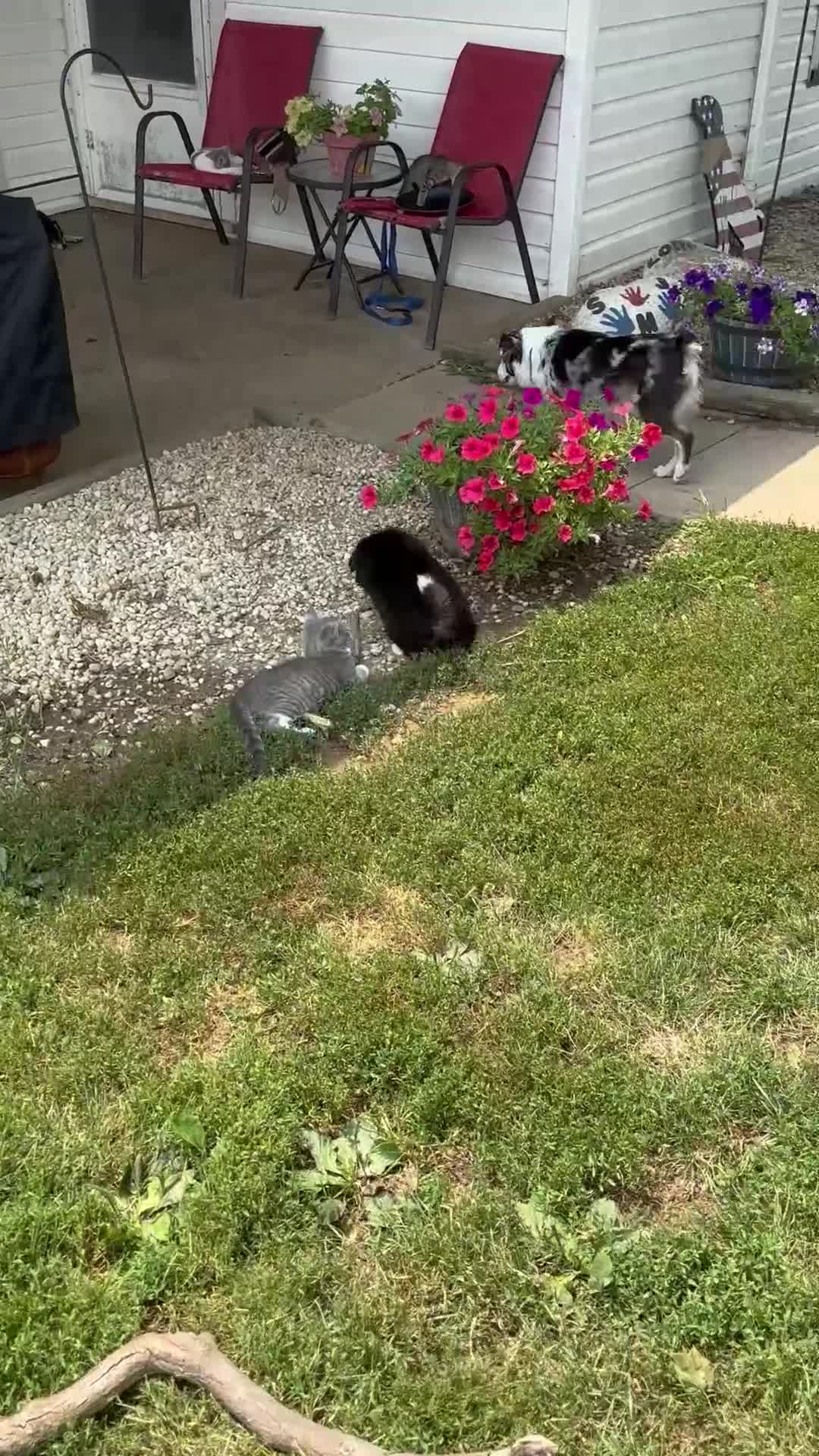Mixed Breed dogs for sale: Missy - Video 1
