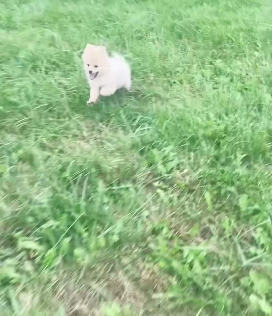 Pomeranian dogs for sale: franklin AKC - Video 1