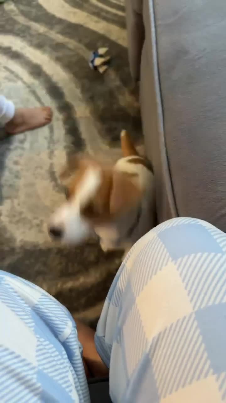 Mixed Breed dogs for sale: Dakota - Video 1