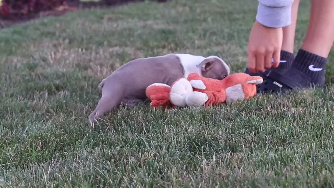 Boston Terrier dogs for sale: Bradie - Video 2