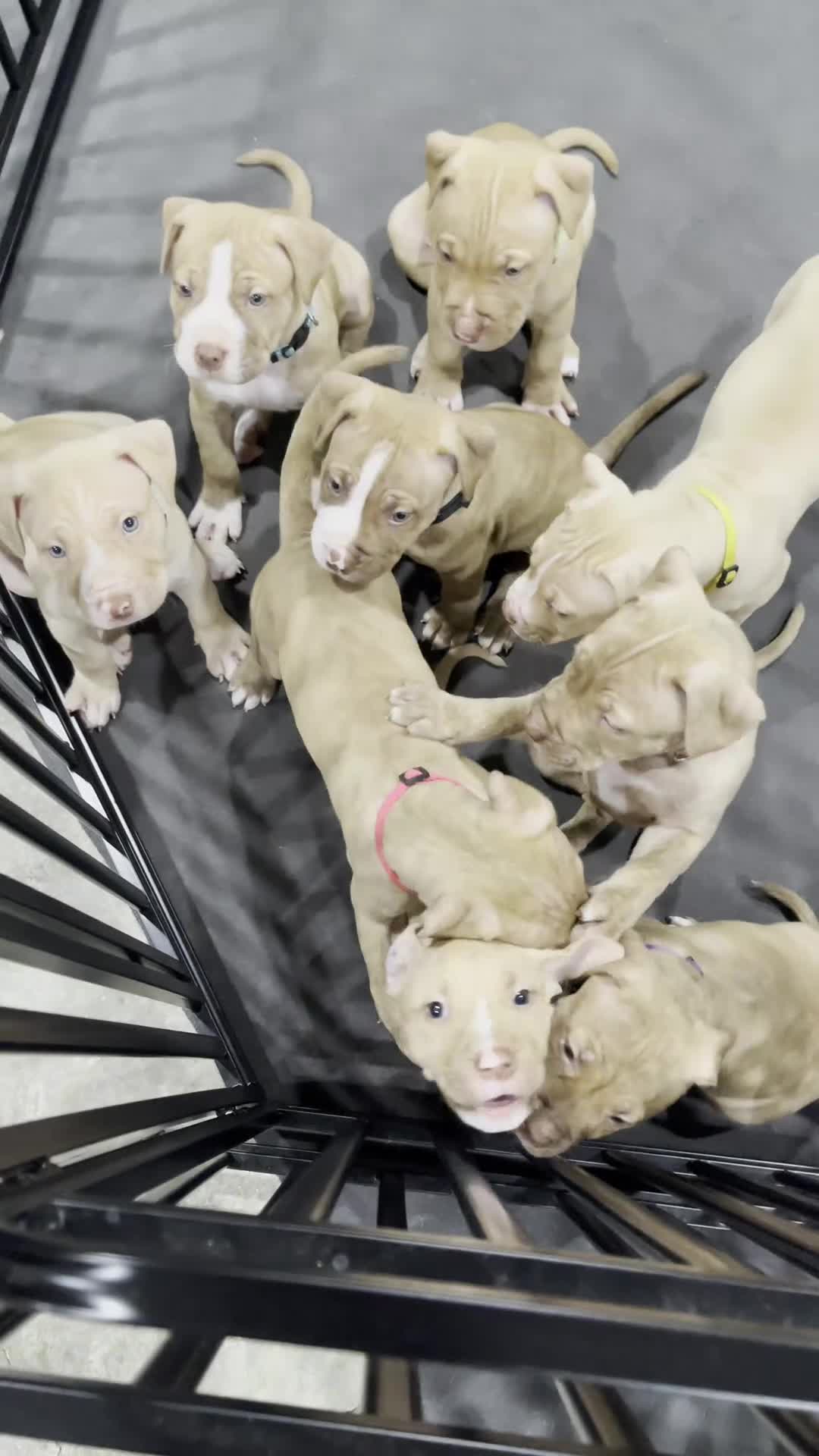 American Pit Bull Terrier dogs for sale: Dollar (UKC and ADBA) - Video 1