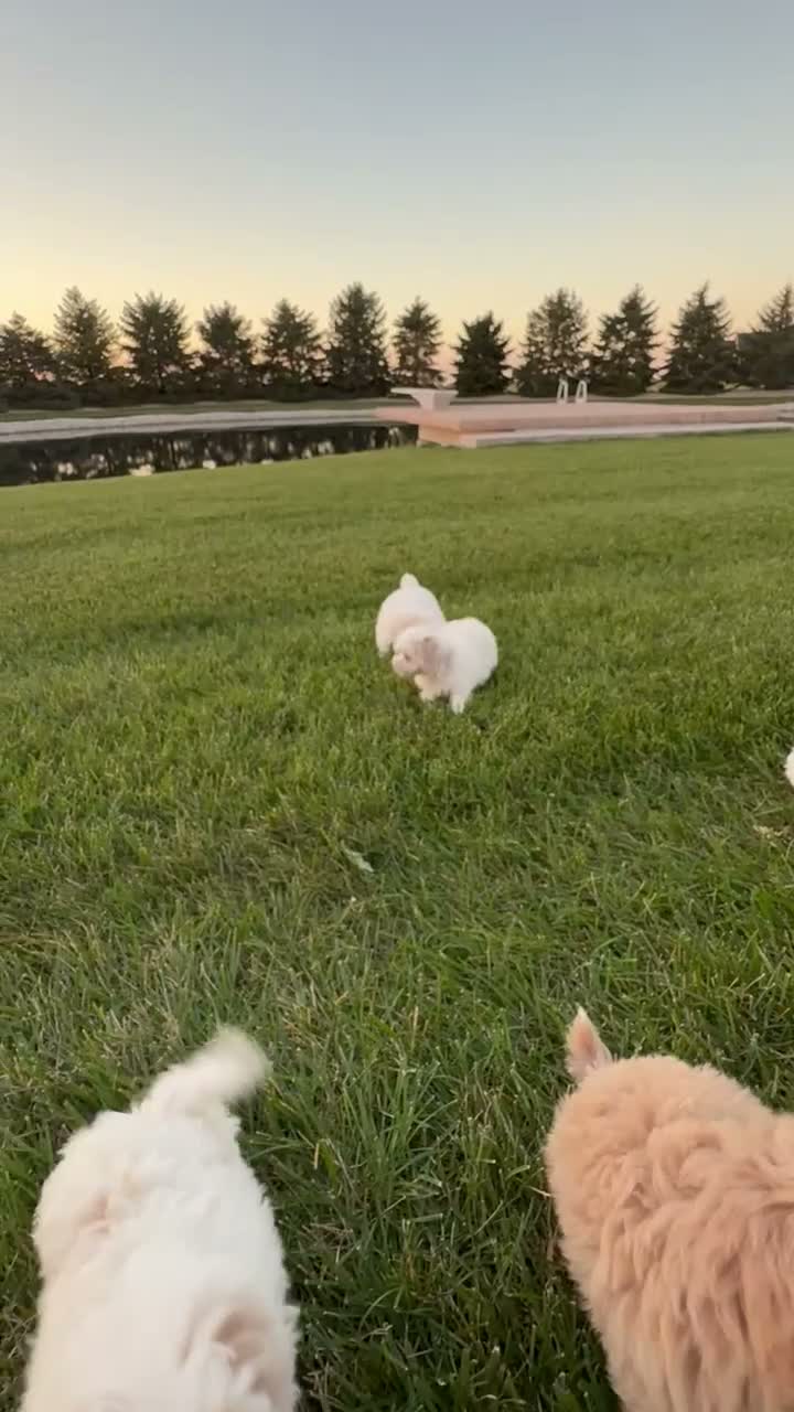 Maltipoo dogs for sale: Murphy - Video 3