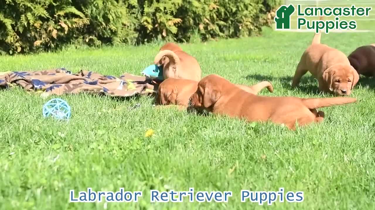 Labrador Retriever dogs for sale: Daisy  - Video 1