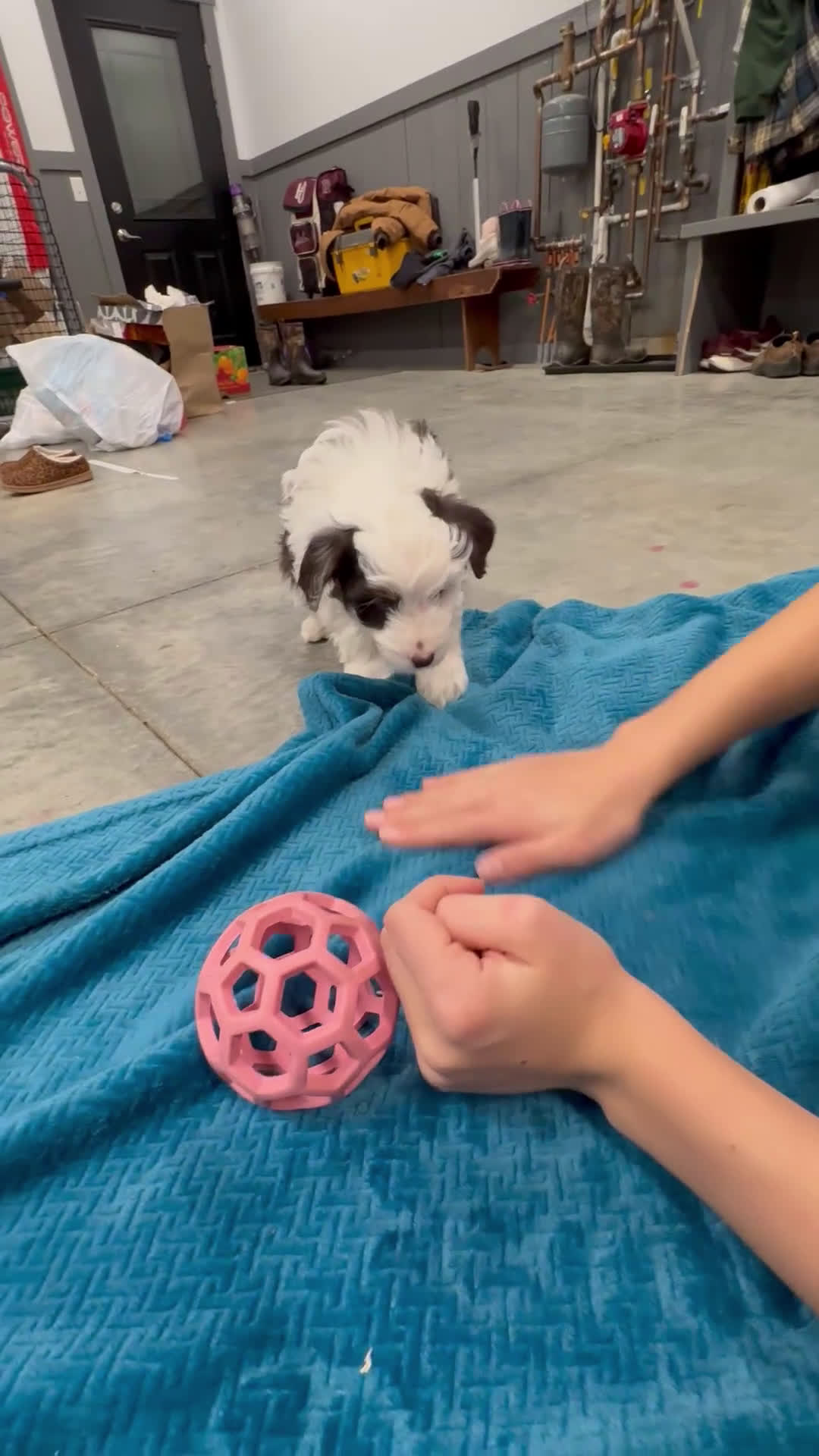 Aussiedoodle dogs for sale: Finn - Video 1