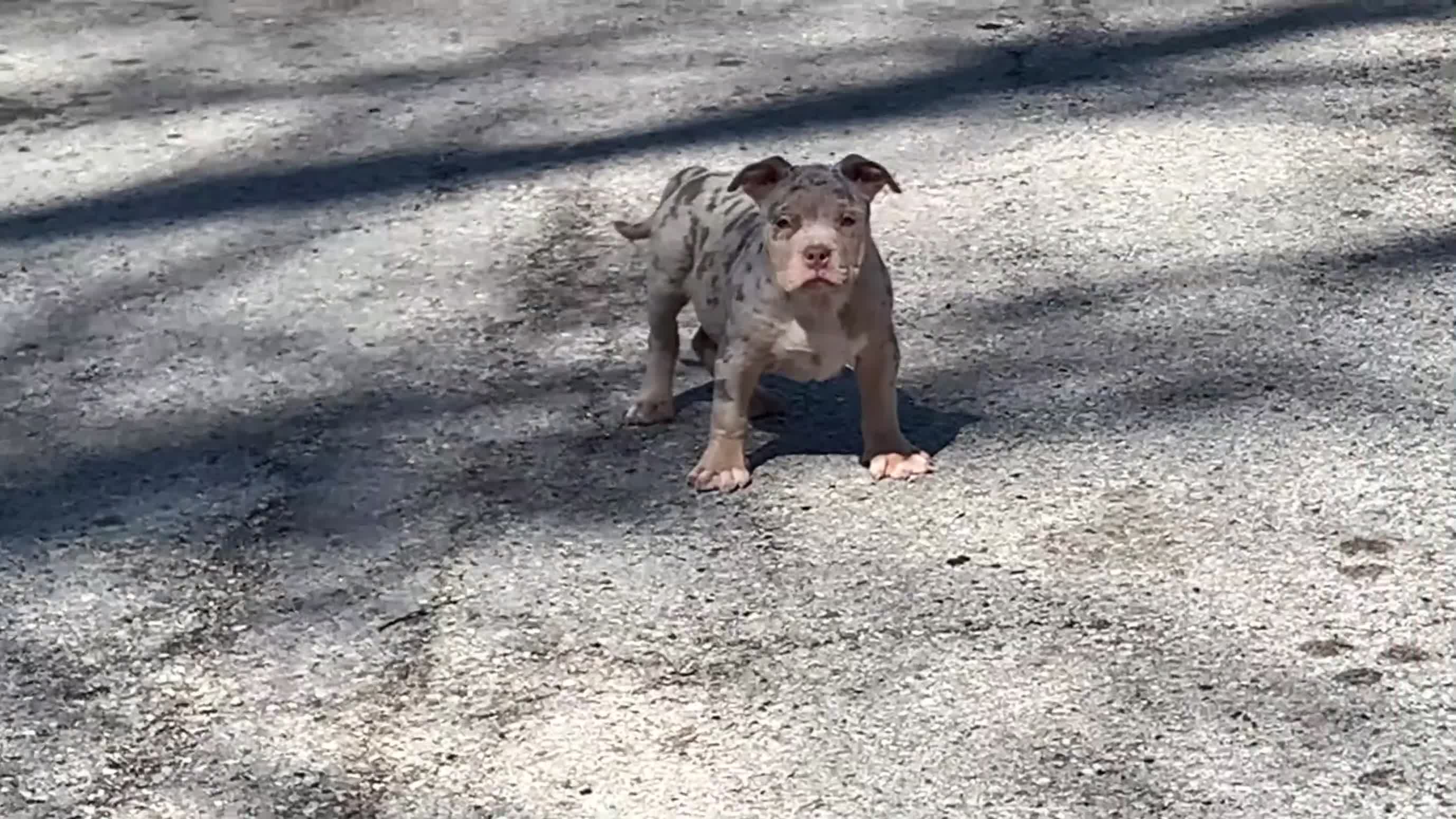 American Bully dogs for sale: Reign  - Video 1