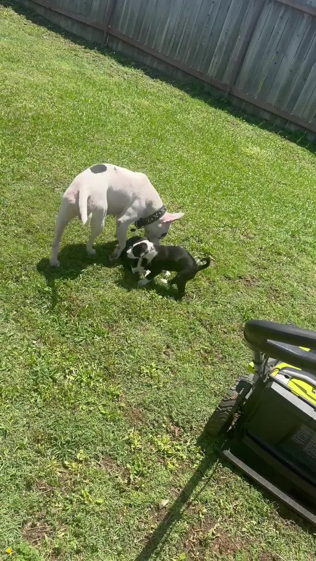 Mixed Breed dogs for sale: Male 1 - Video 2