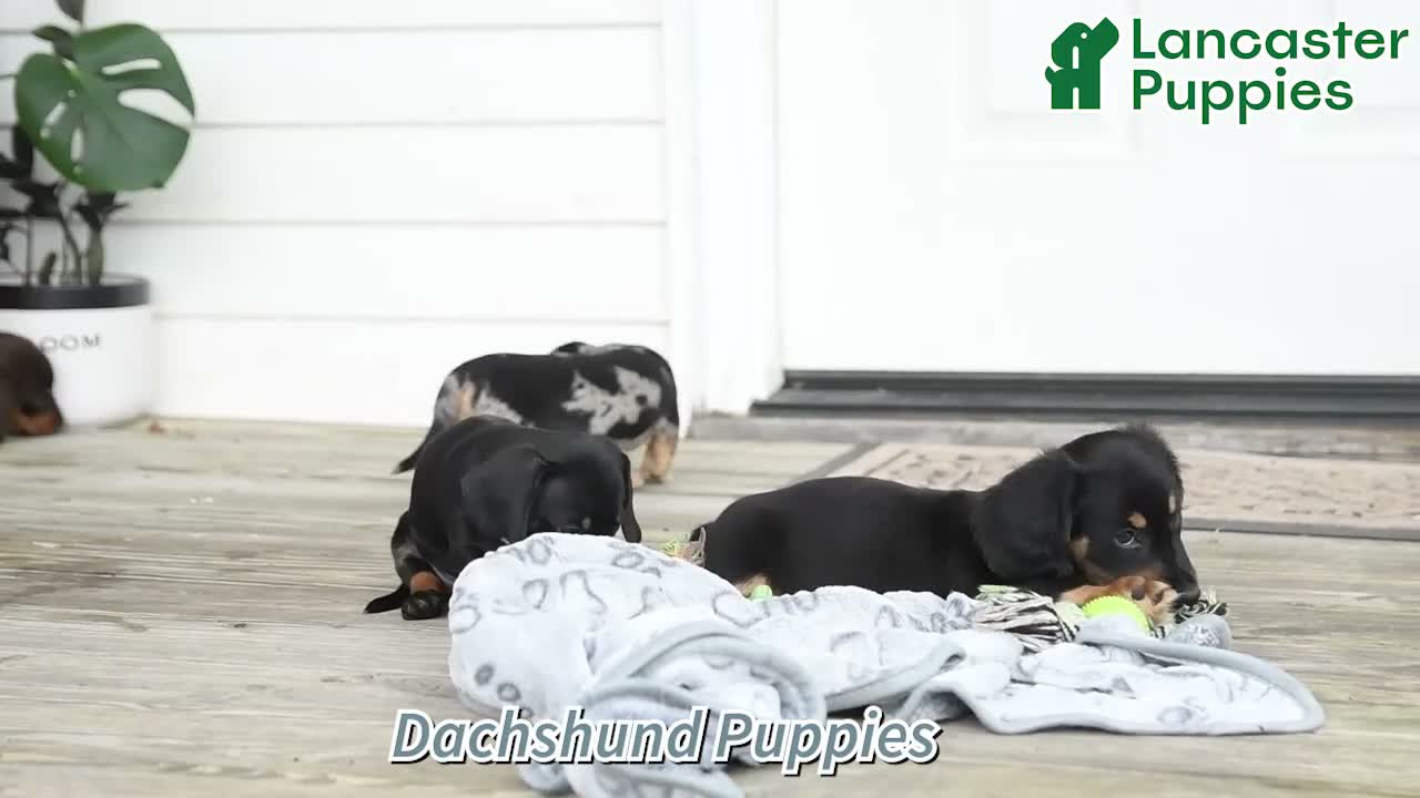 Dachshund dogs for sale: Shadow - Video 1
