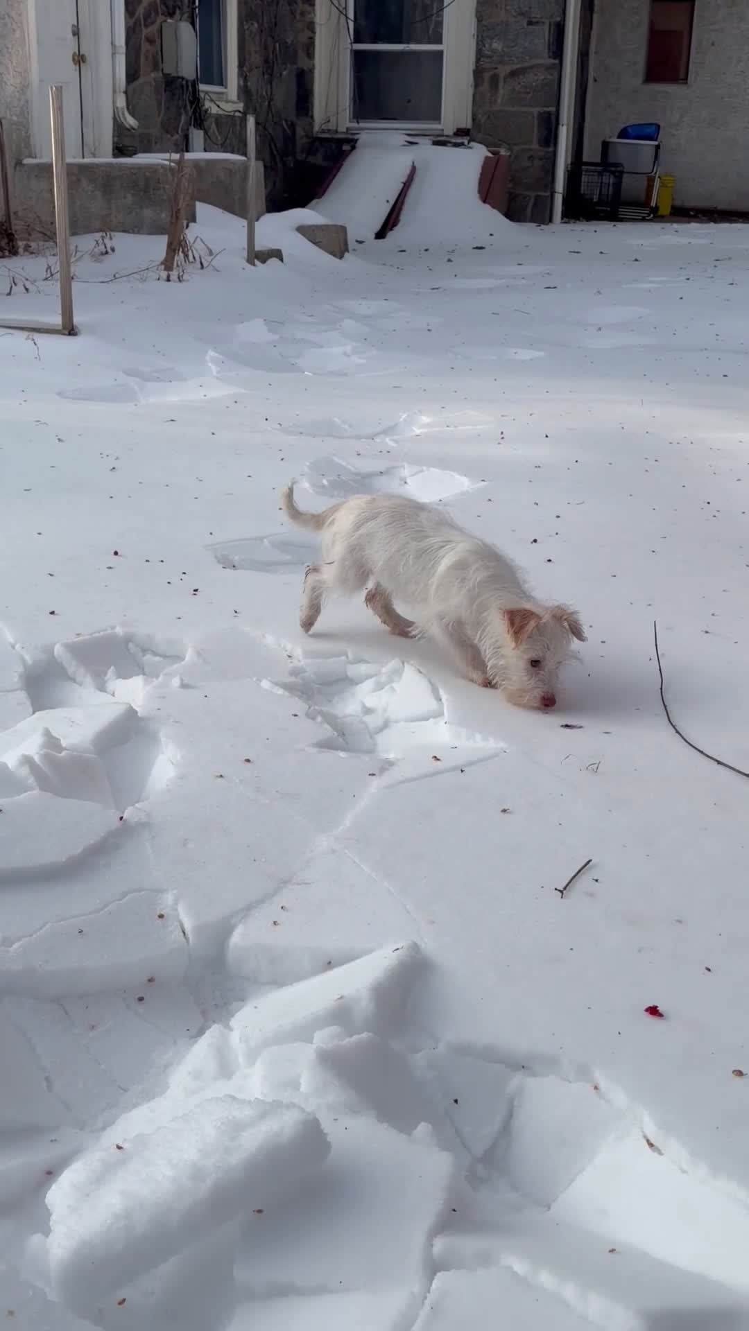 Morkie dogs for sale: Chanel - Video 1