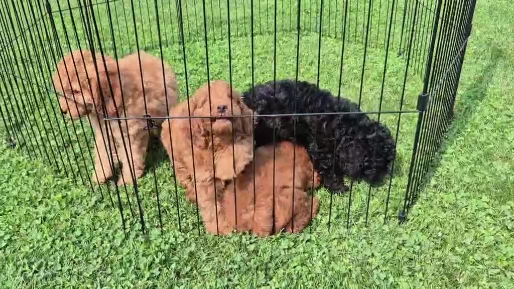 Cockapoo dogs for sale: Cockapoo 1 - Video 1