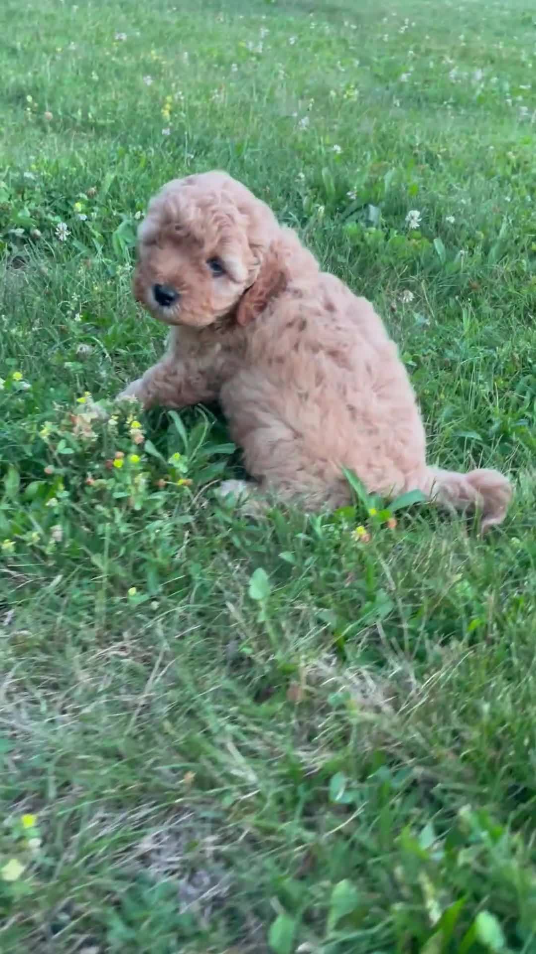 Cavapoo dogs for sale: Emmy - Video 1