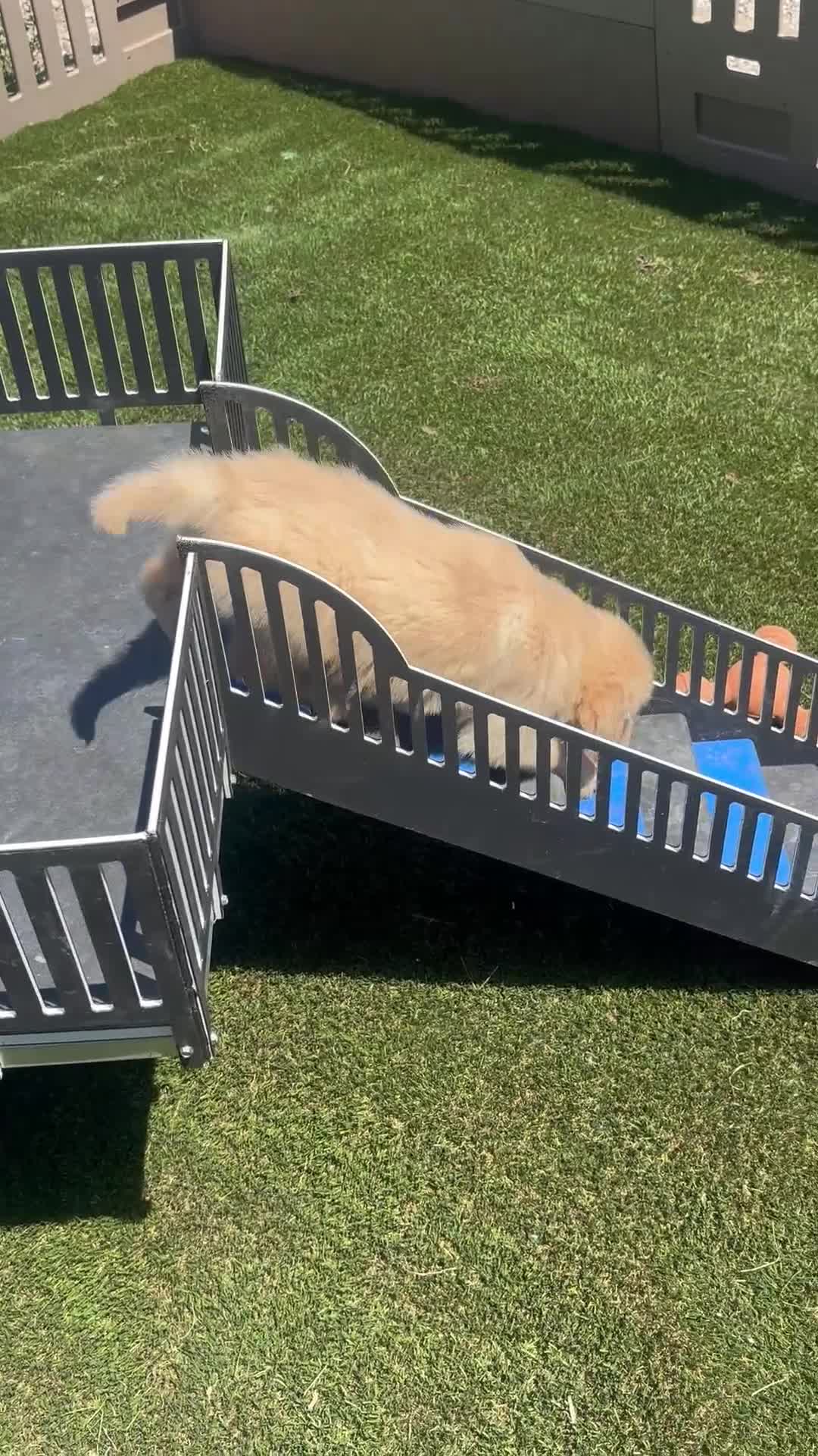Golden Retriever dogs for sale:  Pepper - Video 1