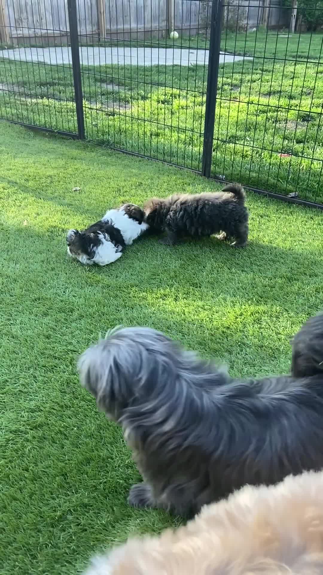 Shih Tzu dogs for sale: Shih Tzu Puppy 1 - Video 2