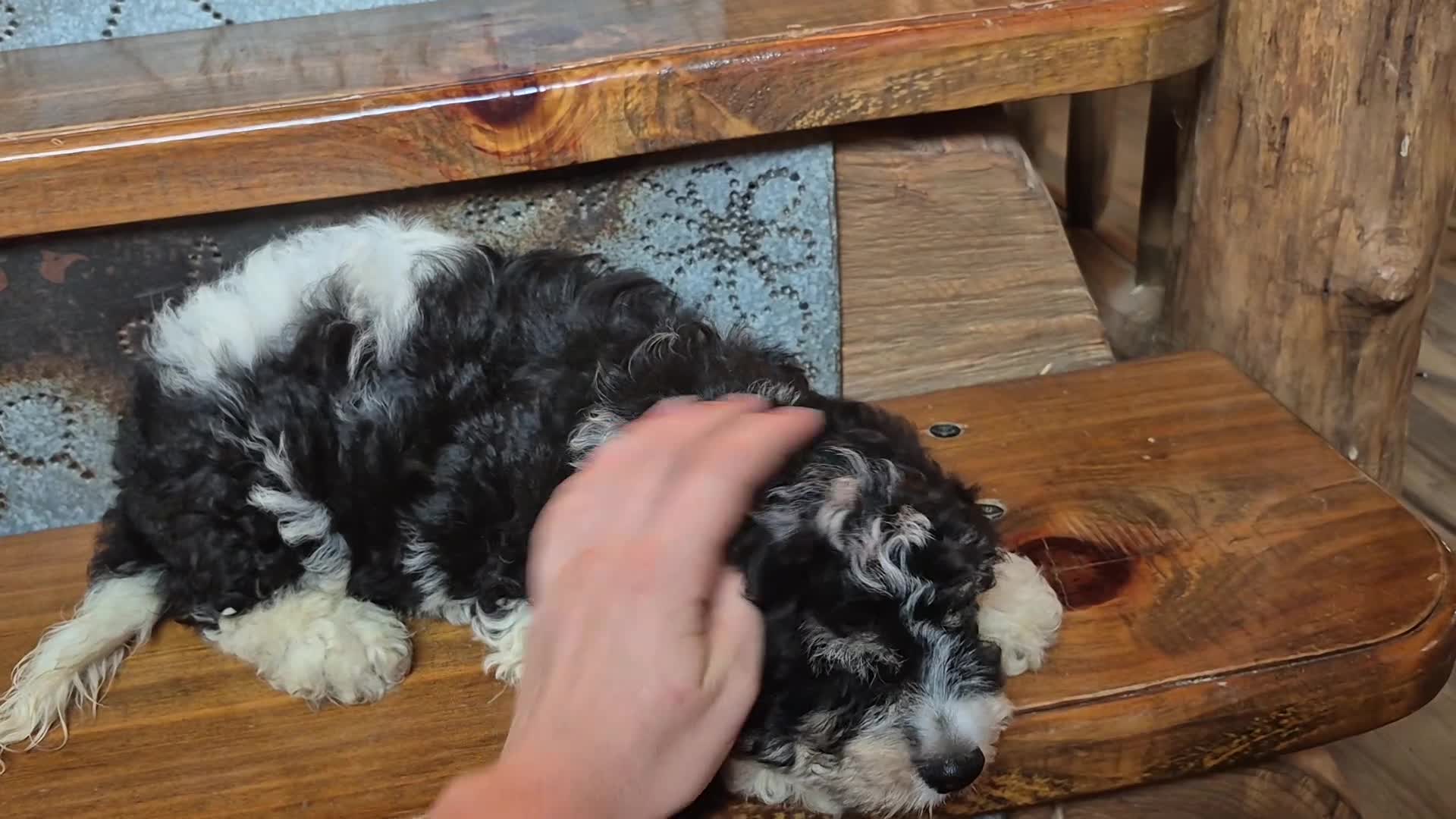 Cavapoochon dogs for sale: Cavapoochon 1 - Video 2