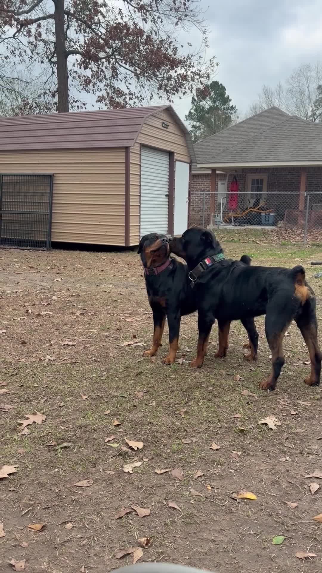 Rottweiler dogs for sale: Rottweiler Puppy 4 - Video 1
