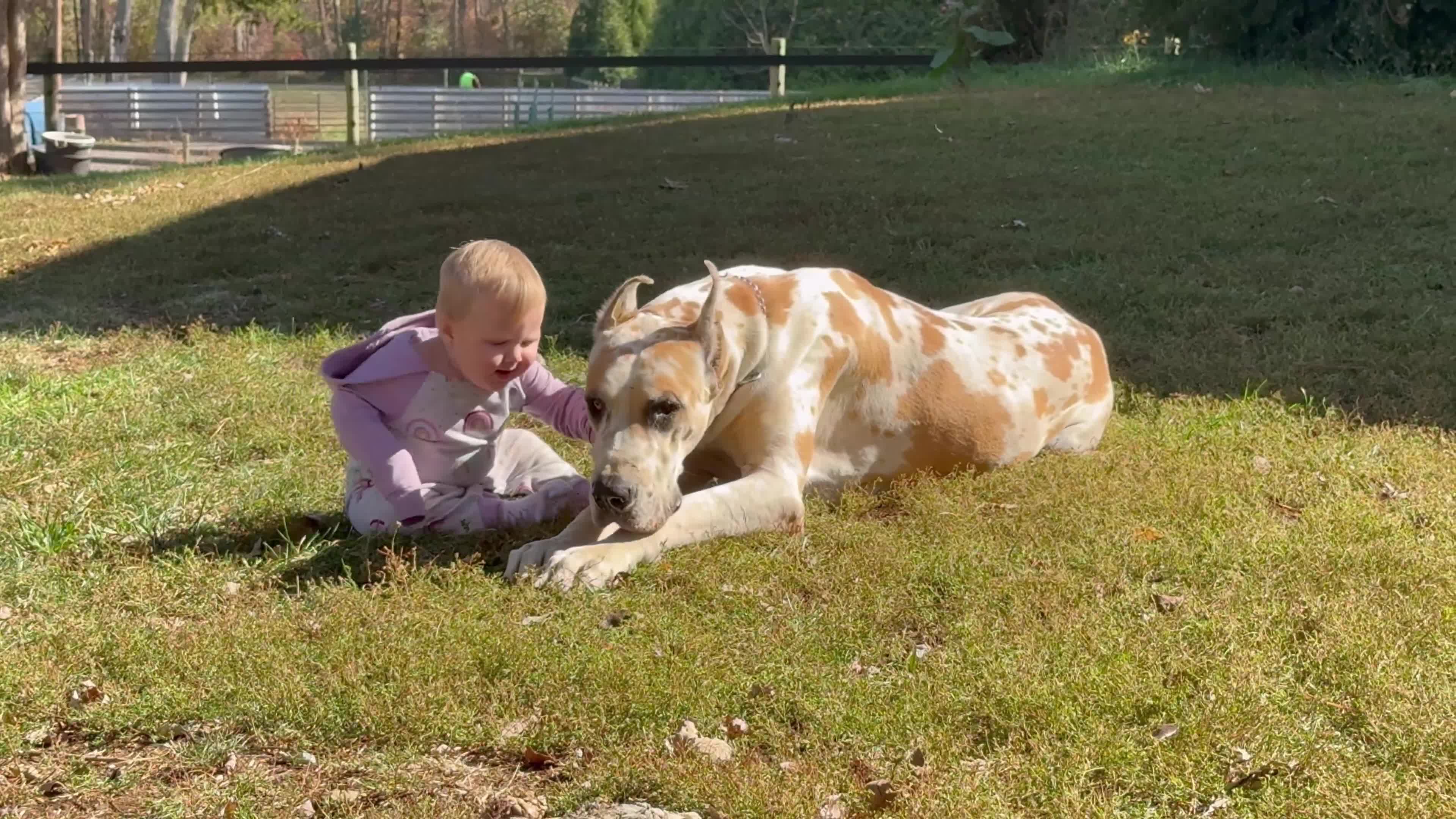 Great Dane dogs for sale: Zoey - Video 2