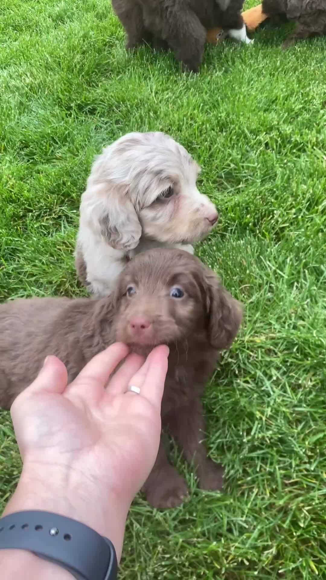 Mini Aussiedoodle dogs for sale: Charlie - Video 1