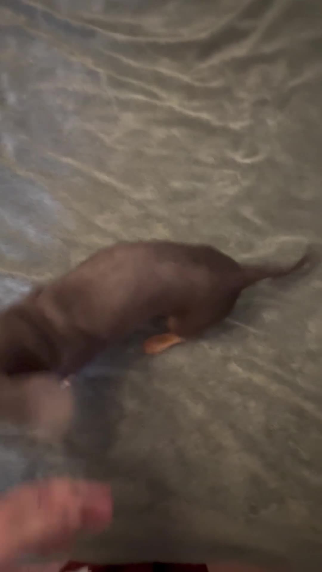 Dachshund dogs for sale: Zipper - Video 1