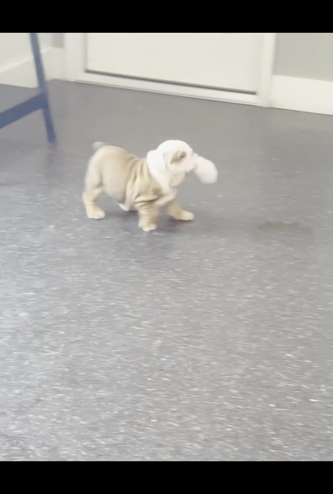 English Bulldog dogs for sale: Athena AKC - Video 1