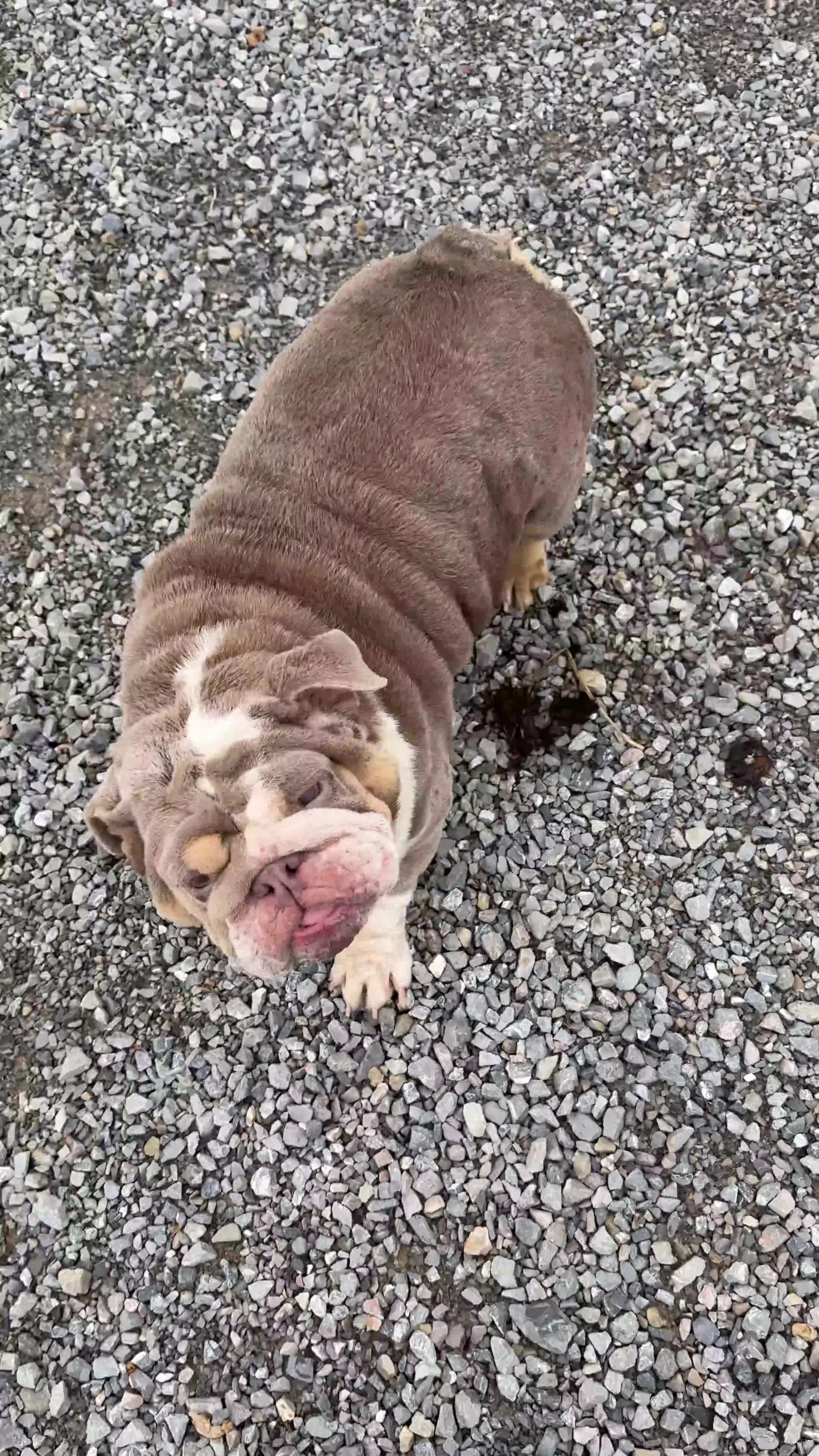 English Bulldog dogs for sale: Raven - Video 1