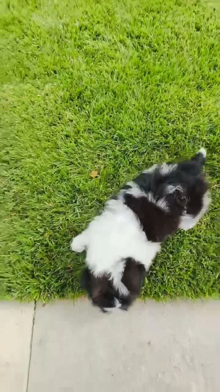 Mixed Breed dogs for sale: 🐶Teddy Bear Blue💙 - Video 1