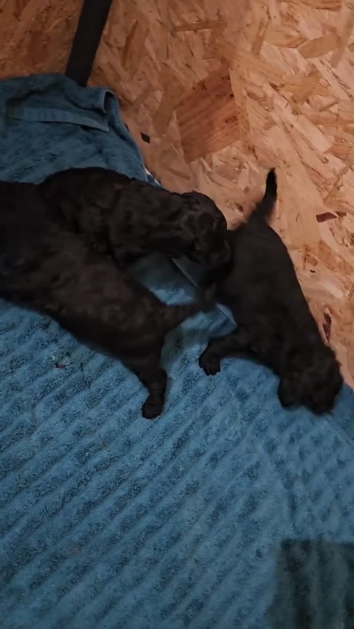 Miniature Poodle dogs for sale: Miniature Poodle 2 - Video 1