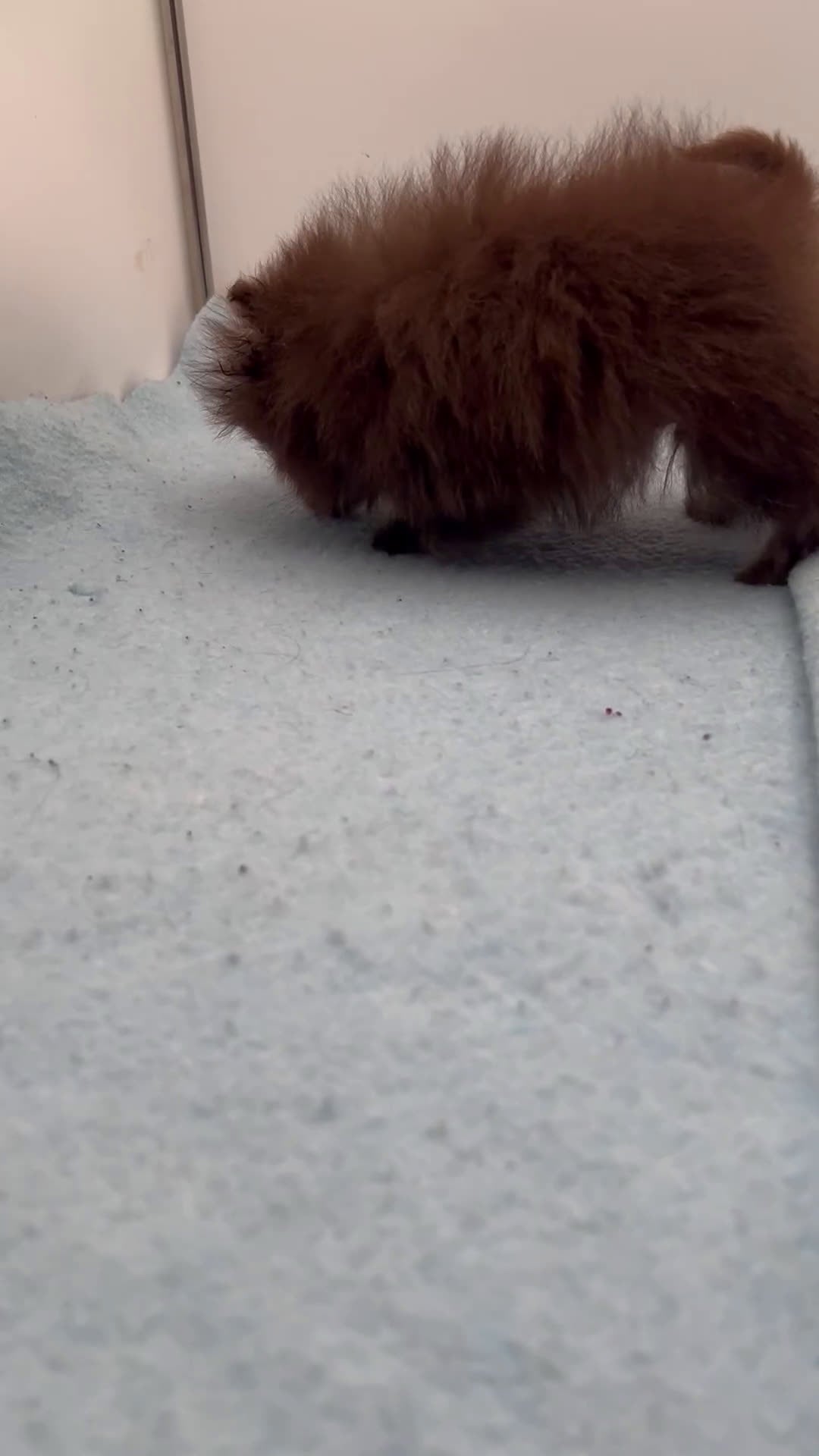 Pomeranian dogs for sale: Pomeranian Puppy 1 - Video 2