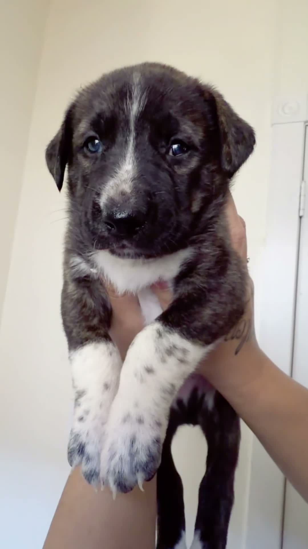 Mixed Breed dogs for sale: Marlin - Video 1